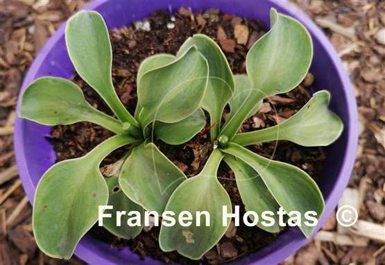 Hosta Spiny Mouse